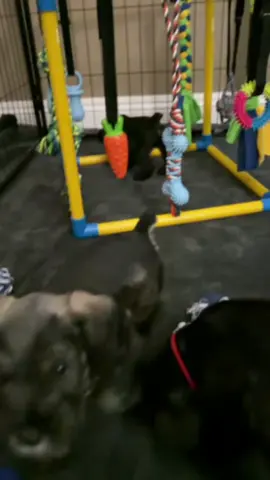 From playful moments to lifelong memories, a Schnauzer makes every day better. 🐾💕 #Schnauzer #viral #Schnauzeroftiktok #Schnauzeroftiktok #tiktokviral 