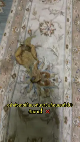 สูตรไก่อัดแน่นสารอาหารรอบด้าน กินง่ายสุดๆ ช่วยเคลียร์ขนสะสมในท้องพร้อมล็อกความเงางามให้เส้นขนดูสุขภาพดี-t191652-L1