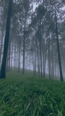 මේක destination එකක් නෙවෙයි, feeling එකක් 🌫️🍃
 A place that stays in your heart long after you leave.
 📍 Bellwood, Kandy 🇱🇰
 
 #BellwoodKandy #SriLankaTravel #MistyForest #NatureEscape #ExploreSriLanka