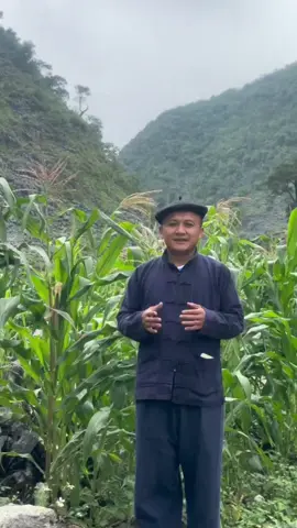 Có rất nhiều loài hoa đẹp trên thế gian, nhưng với người vùng cao, loài hoa được mong chờ nhất có lẽ là hoa Ngô. Bởi hoa Ngô không chỉ báo hiệu một mùa vụ mới, mà còn là hy vọng, là tuổi trẻ của bao thế hệ đã gửi lại trên những nương đá…… ( mời anh chị xem video ạ ) #hunghagiang 