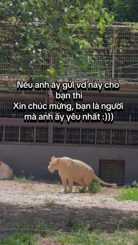 Hè này ghé Vinpearl Safari Phú Quốc coi sư tử và đừng quên trải nghiệm tour nhốt người thả thú #greencreator #dulich #tournhotnguoithathu #vinpearlsafariphuquoc #banbe 