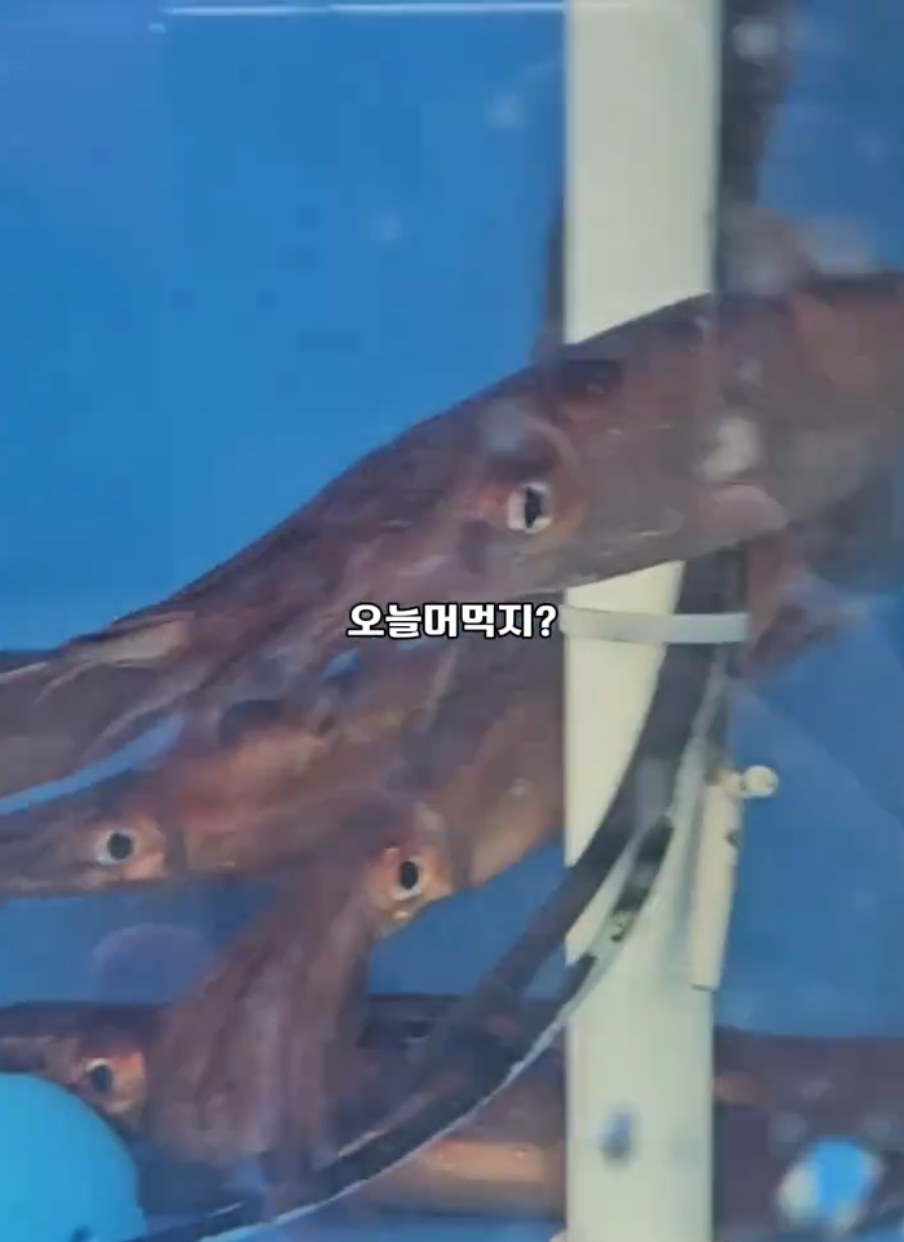 {오늘머먹지}산오징어 물회로 시원하게 안주부터 식사까지 맛있게 먹어봤습니다 여름엔 시원한 물회가 좋아 니가좋아 #오늘머먹지 #물회 #산오징어 #먹방 #ojichef 