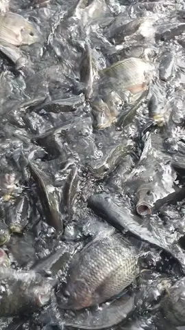 sepertinya sudah siap di panen guys... 😁 #ikan #nila #budidayaikan #peternakpemula #peternakmuda 