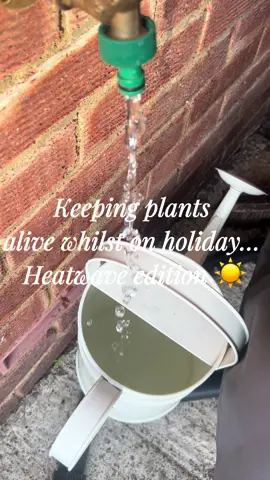 Keeping plants alive whilst on holiday… heatwave edition ☀️ This is everything I did to keep the plants alive whilst we went on holiday!  We moved any plants that could be moved into the shade. I gave them a very generous water and used water bottles as a continued source of water whilst we were away! It worked as my plants are thriving 🙌🏼 Obviously if someone could take the plants/come and water them that would be ideal too ☺️ #beginnergardener #garden #wateringplants #planthack #cottagegarden 