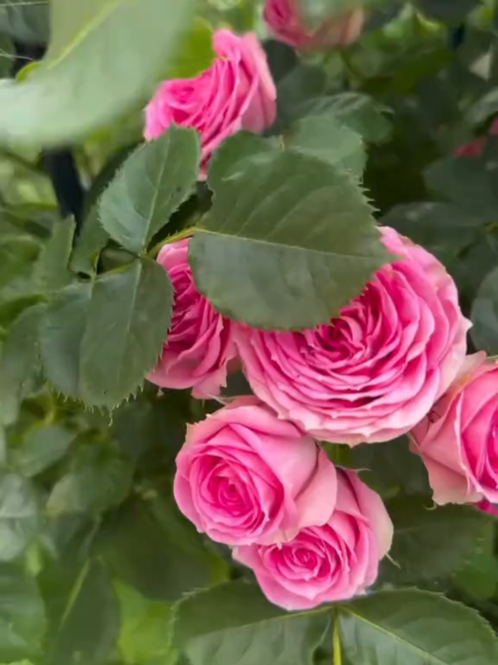 BEAUTİFUL FLOWERS 🌹🌹🌹  #CapCut #music #azerbaijan #flowers #tiktok 