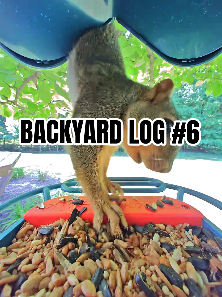 BACKYARD LOG 6 Visitors: 🐿 Eastern Gray Squirrels 🐦 Northern Cardinal, Male #BackyardWildlife #BirdBuddy #NatureTok #NorthernCardinal  #squirrelsoftiktok 