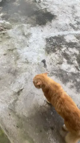 Solo vs squad😎#videoviral #kucing #kucingtiktok 