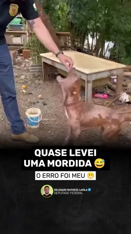 NEM TODO RESGATE COMEÇA COM ABANAR DE RABO. 😅🐶 Durante um resgate de dois pitbulls no interior do Paraná, resolvi me aproximar de um dos cães e quase ganhei uma mordida de presente. E antes que alguém pergunte: sim, eu me aproximei da maneira errada- eu deveria ter me abaixado para me aproximar dele. E este meu erro quase me custou a minha mão 😬. Mas a situação também serve para lembrar uma coisa importante. Muitos animais resgatados passaram por abandono, negligência, medo, fome ou situações de estresse extremo. Por isso, nem sempre eles vão confiar nas pessoas logo de cara. O comportamento de um animal assustado não define quem ele é. Muitas vezes, é apenas a forma que ele encontrou para se proteger. Felizmente, dessa vez ficou só no susto. E o mais legal é que, pouco tempo depois, esse mesmo cachorro já estava muito mais tranquilo e receptivo. A verdade é que alguns animais precisam primeiro se sentir seguros para depois demonstrar todo o carinho que carregam dentro deles. ❤️🐾 E você, acha que ele estava bravo comigo ou só me deu um aviso para respeitar o espaço dele? 😂👇