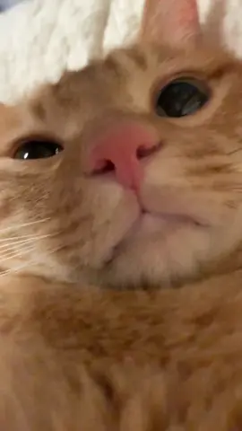 #cat 