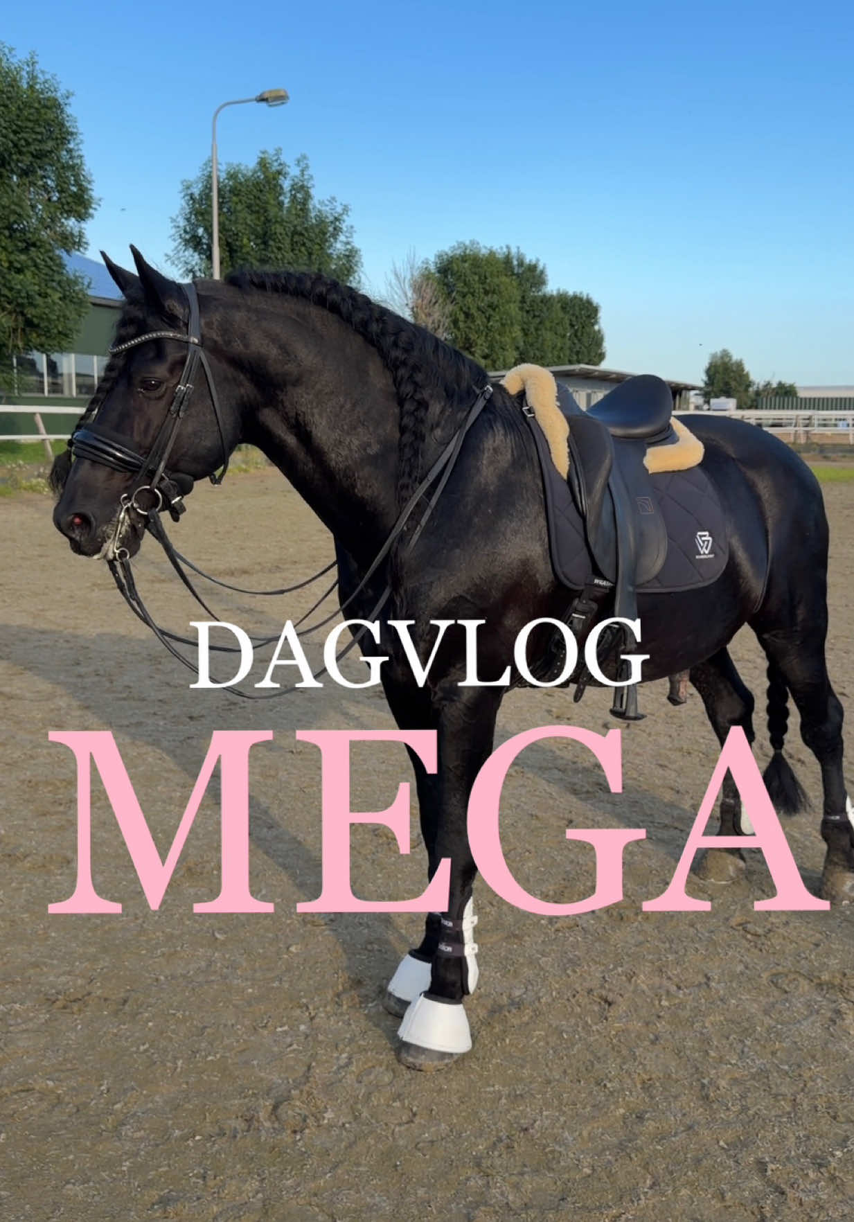 Een complete reset voor de grote dag morgen ✨💕 Hypostore code MAUREENHYPO5 #equestrianlife #equestrian #friesian #friesianstallion #stallion 