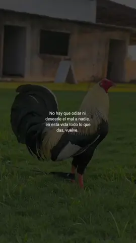 #CapCut #reflexionesdelavida #viral_video Siempre derecho🐓🤝🫡