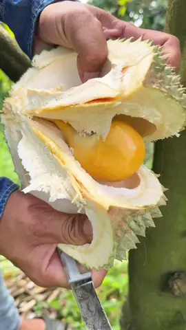 Trồng 2 năm rưỡi tự ra trái luôn blackthon quá đỉnh #durian #saurieng #blackthorn #sauriengblackthorn #lechilinh93 