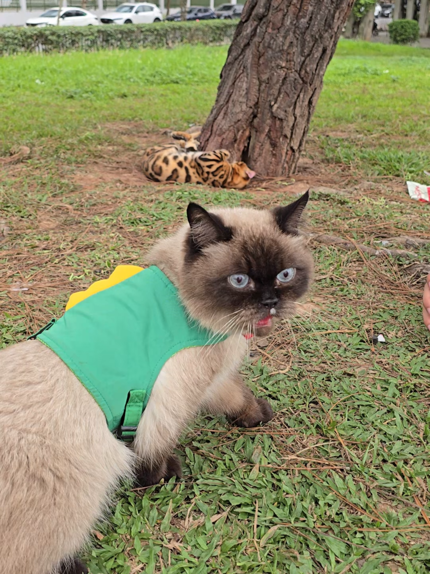 1 buổi picnic rất là hoàn cảnh nhưng mà anh nhem thichshhh #anhmeotensau