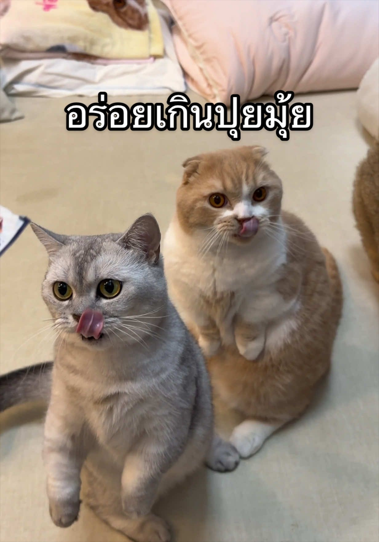ขนมที่แมวชอบ #คานิว่า #kaniva #แมวเลียคานิว่า #แมว #ทาสแมว 