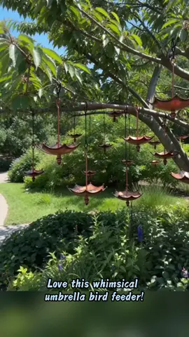 #birdfeeder #birdfeeding #backyardbirds #hummingbirdfeeder  #birdfeeders 