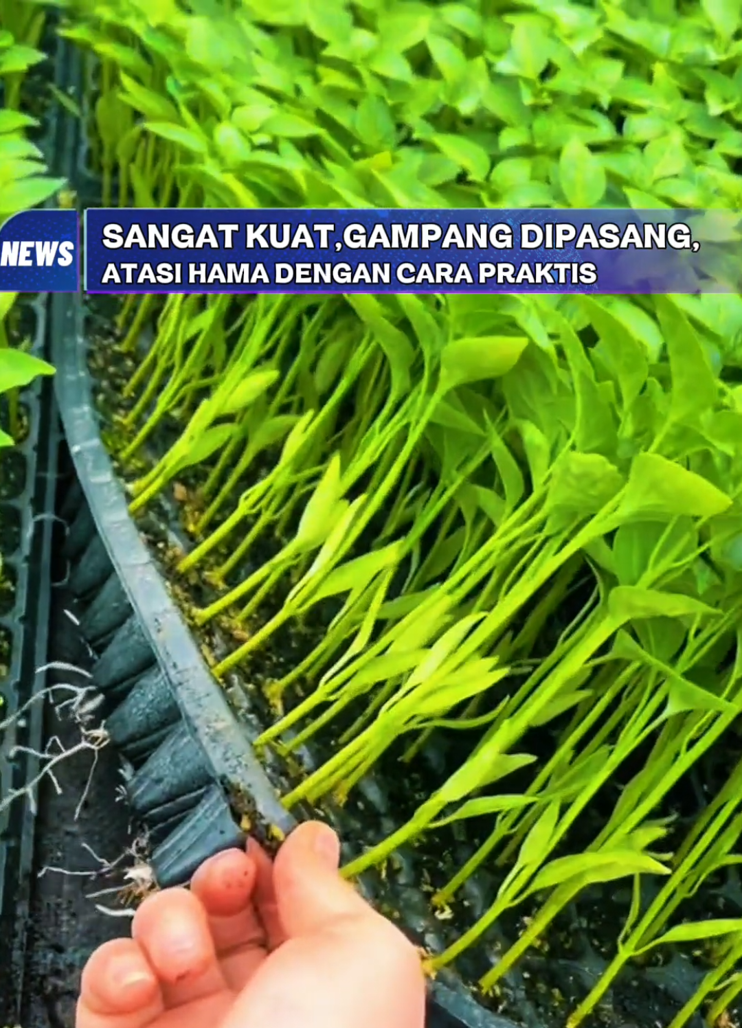 tray semai 200 lubang ada tray semai 105 lubang ada tersedia dengan berbagai ukuran #traysemai #benihcabai #petaniindonesia🇮🇩🇮🇩🇮🇩🌿🌿 #petanimuda #creatorsearchinsights 