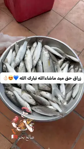 #حداق #هامور #البحرين🇧🇭 #ميد #لفاح_جنعد_خباط _شعري_صافي