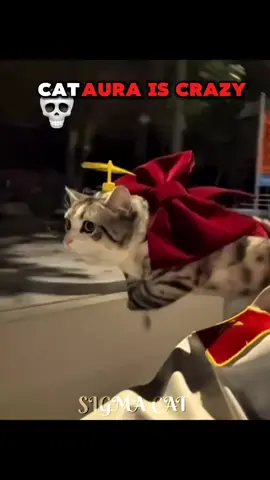 Cat AURA Is CRAZY💀