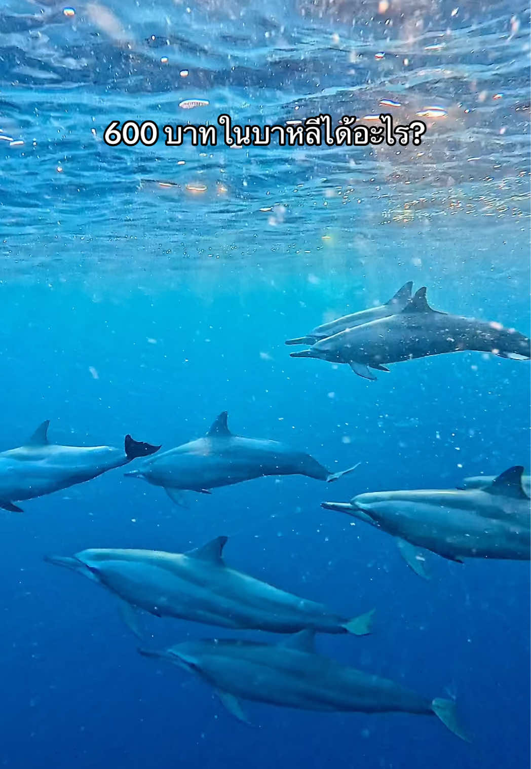 ประสบการณ์ที่คุ้มมากๆๆใกล้ชิดน้องสุดๆน้ำตาจะไหล🥹🥹#เที่ยวบาหลี #บาหลี #อินโดนีเซีย #โลมา #lovinadolphins 