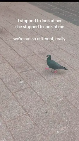 I need to start carrying seeds with me!!! they need to know I want to be friends  . . #fyp #foryoupagе #pigeonsoftiktok #pigeon #animals 