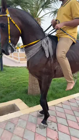 ارشيفف 👏🏻#خيل_وخياله🐎 #حرارة_الخيل_العربي #اكسبلور #fyp #horse 