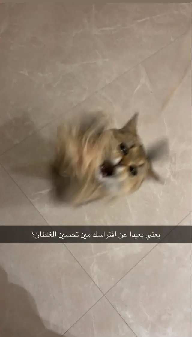 #fyp #viral #catsoftiktok #funnycat 
