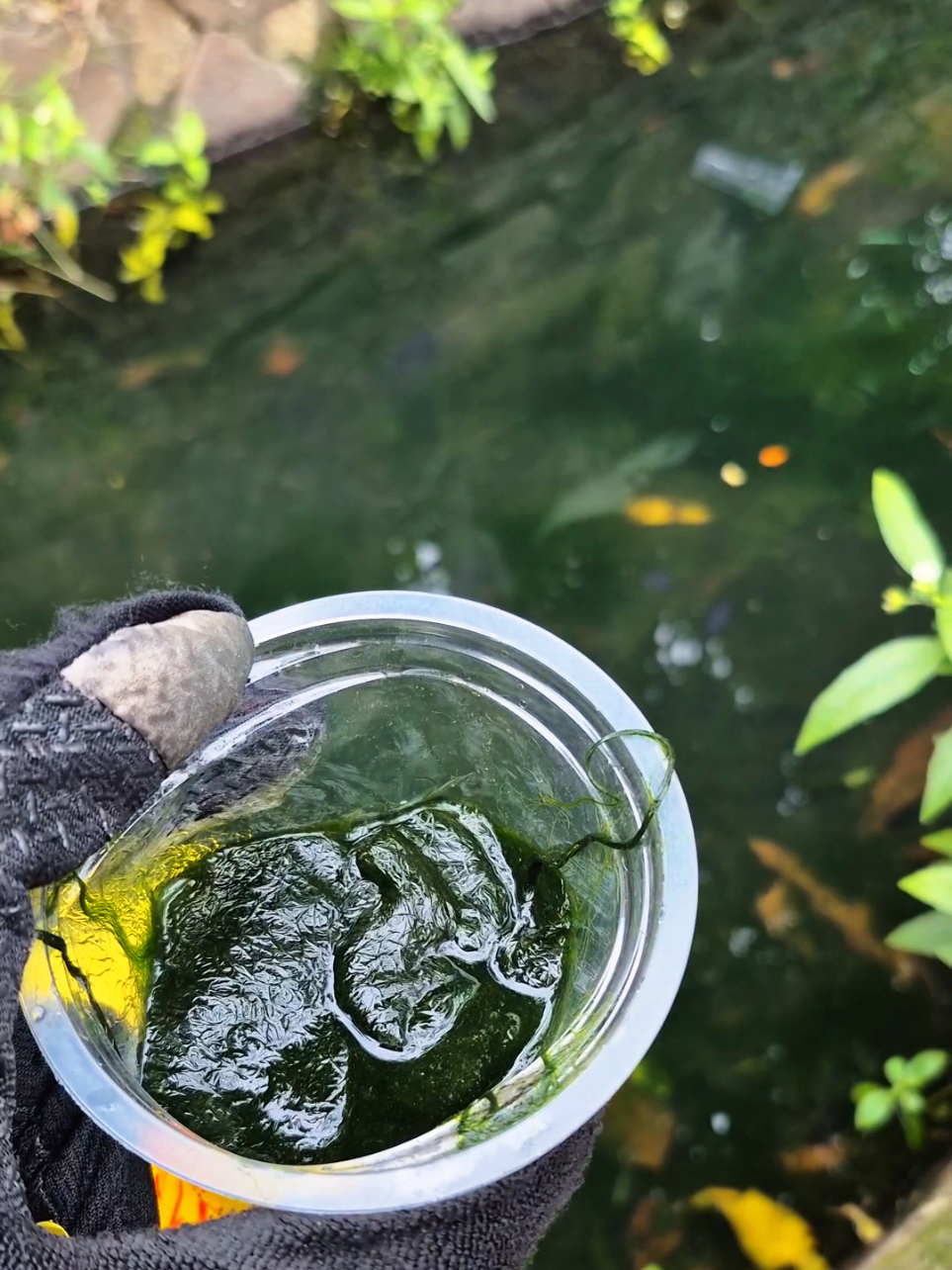 mancing ikan jaer menggunakan umpan lumut di kali danau cincin jakarta utara #paradisefishing #ringanditangankuatditarikan #tegekparadiseII #umpanlumut @Paradise Fishing Official 