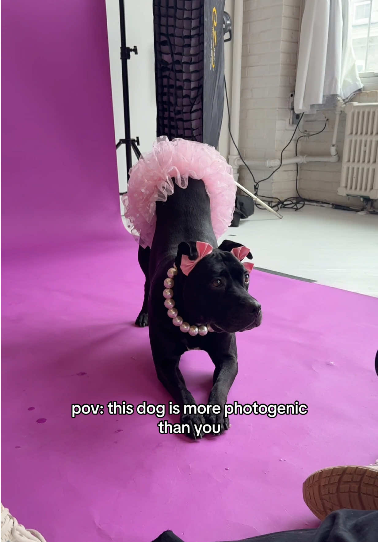 repost this if you agree or send it to someone who isn’t this photogenic 😌 so happy with how the pictures turned out! @seespotstudio did AMAZING. 🥰 🎀 original dog double bows @Wildly Cute Bows  🤍 dog pearl collar @Hypnotic Dog 