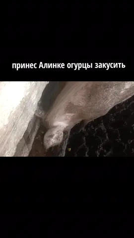 она в запое  #шашлык #Алинка #сникерс #fyp 