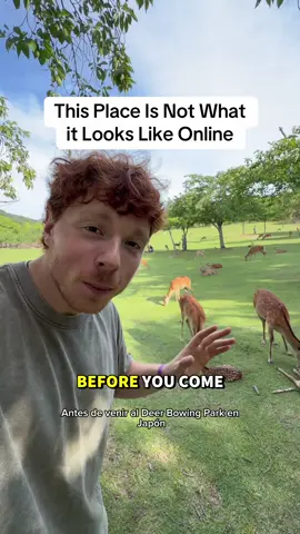 You won’t believe how different the deer park in Japan is in person  This is Nara Park in Japan. Online you see so many videos of deers bowing and gently taking cookies. And yes this does happen but not all the time. Especially near the entrance of the park the deer have become smart and adapted. They will jump, bite, buck to get the cookies from you.  My suggestions: - Go deep into the park  - Find solo deers  - When you buy the cookies, leave the area as quick and calmly as possible - you can only buy cookies with cash  #fyp #tellme #traveltiktok #japan #nara 