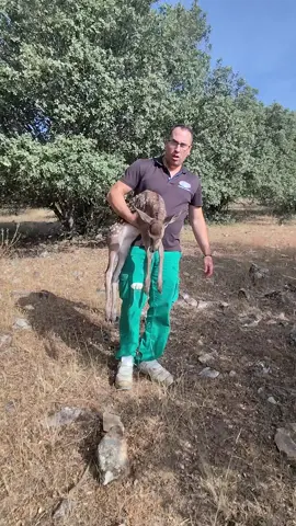Hoy, mientras pastoreábamos el ganado en los campos de Tábara, nuestros perros localizaron una pequeña cervatilla escondida entre la vegetación. Muchos hablan de agricultores y ganaderos solo cuando protestamos por los daños que la fauna provoca en nuestros cultivos, por los ataques al ganado o por las enfermedades que pueden transmitir. Pero la realidad es que somos nosotros quienes convivimos con la naturaleza cada día y quienes, en muchas ocasiones, somos los primeros en protegerla. Hemos apartado a los perros, recogido a la cervatilla con cuidado y la hemos dejado tranquila, a la sombra y en un lugar seguro, esperando que su madre vuelva a buscarla o que continúe su camino cuando se sienta preparada. Amamos la fauna silvestre. La respetamos porque forma parte de nuestro entorno y de nuestra forma de vida. Pero precisamente por vivir junto a ella, sabemos que la situación actual está fuera de control en muchas zonas. Llevamos años advirtiéndolo. Defender el campo no es estar en contra de la fauna. Al contrario: es querer un equilibrio que permita convivir a todos. Porque quienes cuidamos la tierra, el ganado y los pueblos, también cuidamos la naturaleza. Desde Tábara, una imagen que vale más que mil discursos.