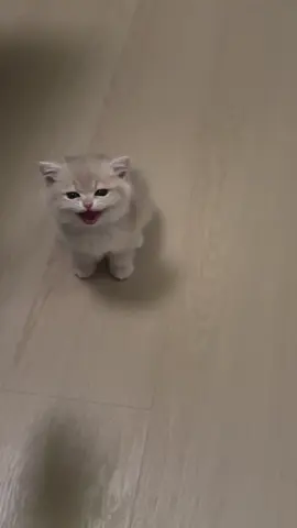 #cat  #cats  #الشعب_الصيني_ماله_حل😂😂  #اكسبلور #explore 