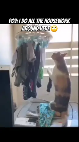 When you've been carrying the whole household on your back 😹 #fyp #funnyvideo #pets #cats #funnycat  Funny, Funny Animal, Cat, Cute Cat, Pet, Pets, Housework, Laundry, Mischievous, Comedy, Wholesome, Relatable, Animal Antics, Domestic Chaos, Cute Animals