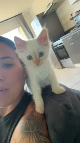 #adoption #chaton #chat 