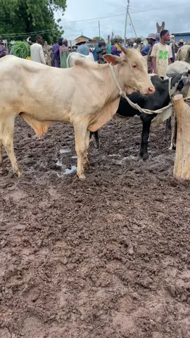 0546217318 🙏🏻🇬🇭🐄🇬🇭