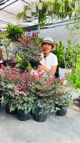 Nam thiên trúc size để bàn nhà Vựa ❤️ #vuacaysilesaigon #tkdecorgreenplants #greenplantsfromtheheart 