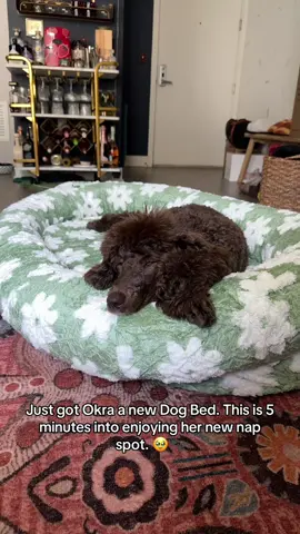 this is the XL @Lesure Pet bed and I think this is a winnnn 🤩 @Okra The Poodle is loving it 🥰 #lesurepet #poodlesoftiktok 