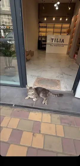 #голодранец #cat #кот #сидит #голодныйкот голодранец сидит