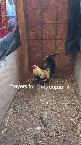 prayers to all guys who got raided and had their animals euthanized in Kentucky. That just isnt right! #chriscopas #gamefowl #gallosfinos 