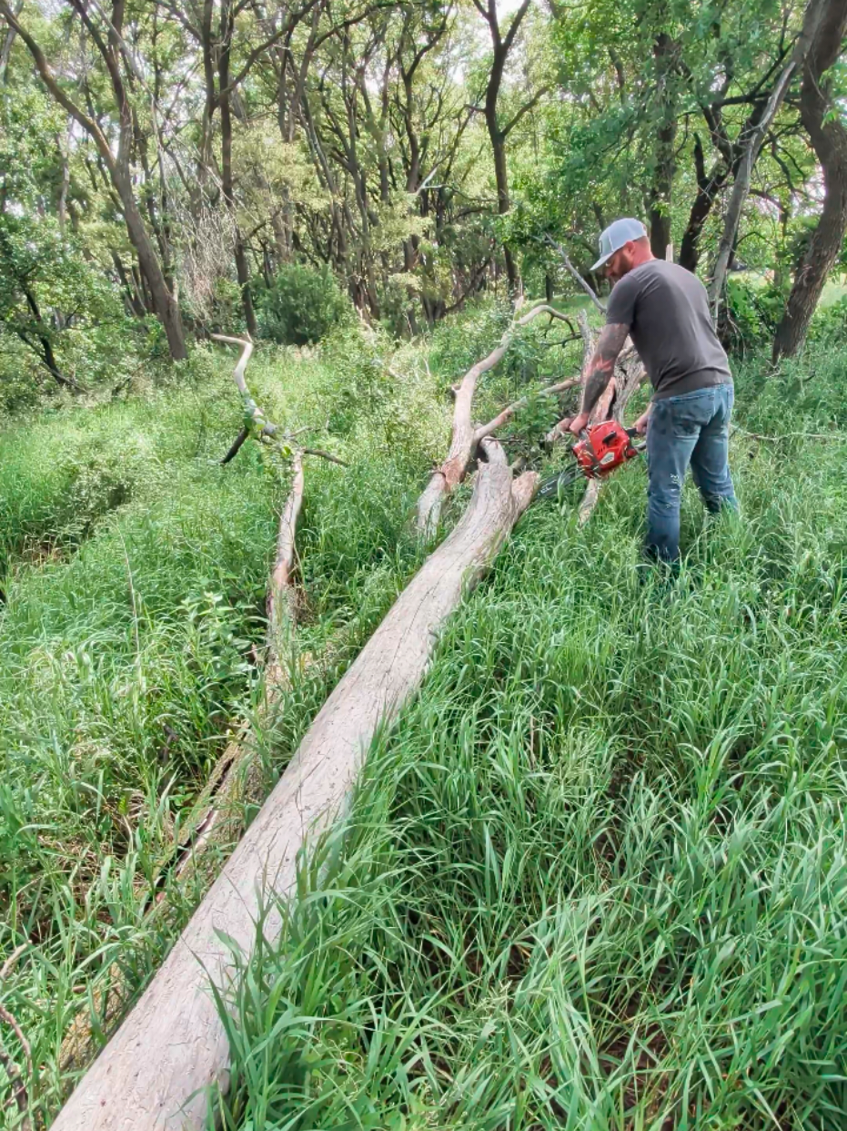 affordable chainsaw that actually works!  #chainsaw #neotec 