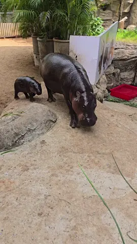 เมื่อก่อนเรียกหมูกรอบแถมขนุน เดี๋ยวนี้เรียกหมูกรอบแถมหมูแดง❤️ #Moodang #pygmyhippo #koratzoo 