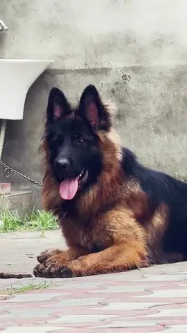 #germanshepherd #dogsoftiktok #dogsvideo #dogslover #reels 