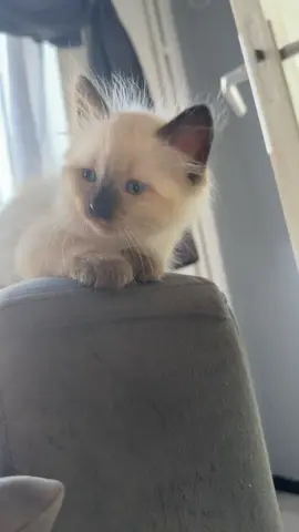 Chaton siamois bermanie  #Bruxelles #Belgique #ChatonSiamois #radgoll 