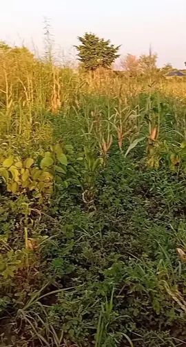#creatorsearchinsights #creatorsearchinsightsfarmlife