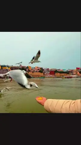 Hare Krishna 🦚 Hare Krishna 🦚 Hare Krishna 🦚 Hare Krishna 🦚 Hare Krishna 🦚 Hare Krishna 🦚 Hare Krishna 🦚 Hare Krishna 🦚 Hare Krishna 🦚 Hare Krishna #harekrishna🦚harekrishna🦚 #hearttouchingbhaktilines🦚💗🥹 #forpage #foryoupage❤️❤️ #fyp 