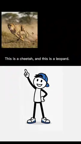 Title: Cheetah vs Leopard 🐆 | Most People Get This Wrong! 🤯 Description: They may look almost identical, but cheetahs and leopards are very different animals! In this short video, discover the key differences between the world's fastest land animal and one of nature's strongest climbers. Which one did you think was the cheetah? Let me know in the comments! #Shorts #Cheetah #Leopard #AnimalFacts #DidYouKnow 