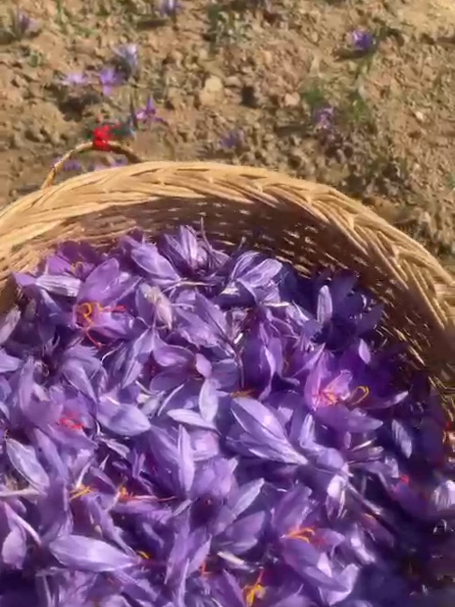 Straight from the paradise of Kashmir to your home! ✨ Watch as we handpick the finest 