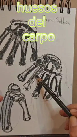 huesos de la mano #anatomy #drawing #tutorial #art #laurasaldañadelgado 