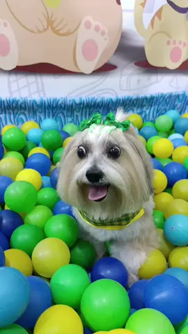 #dogvillepetcare #piscinadebolinha #banhoetosa #brasil #tiktok 