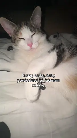 ib dziewczyna z dc  #cats 